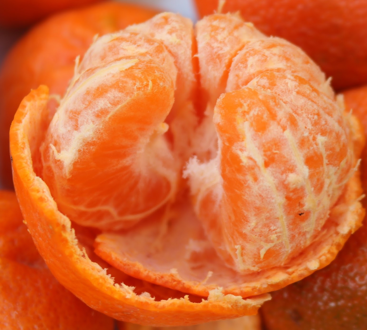 Satsuma in your Stocking Botany Karen